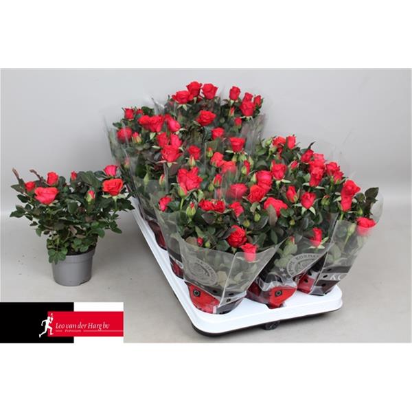 Rosa hybrida Grande Red Mercedes