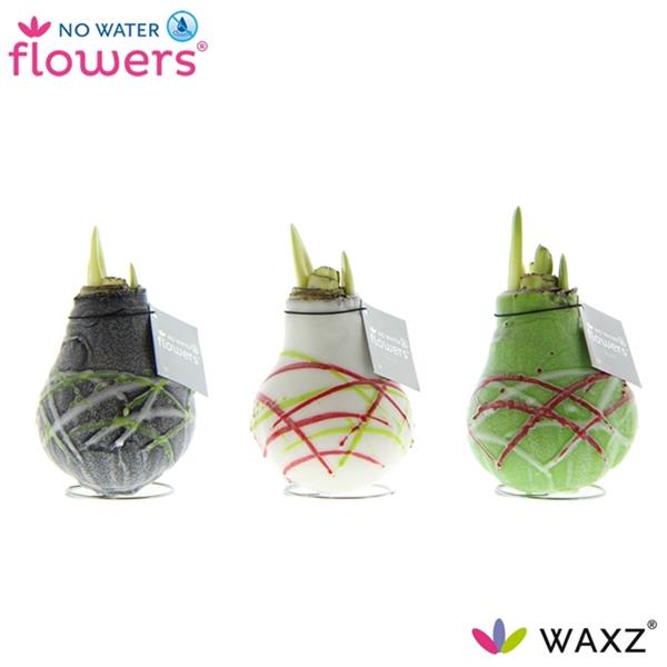 Amaryllis bella-donna Wax Art Picasso R.W.B.