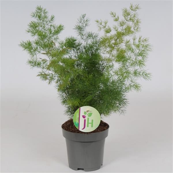 Asparagus densiflorus MYRIOCLADUS