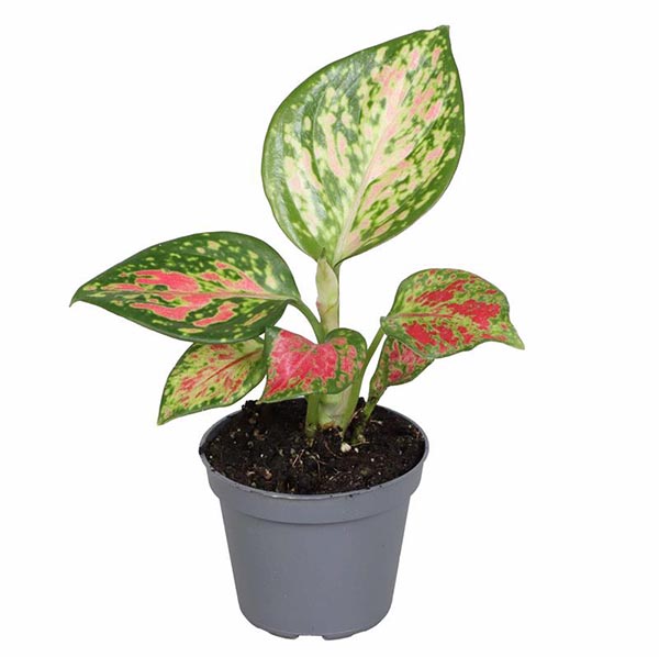 Aglaonema commutatum Red Zirkon