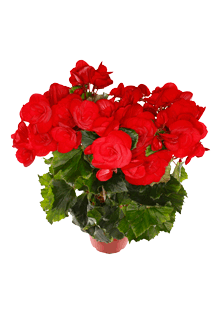 Begonia tuberosa Mix