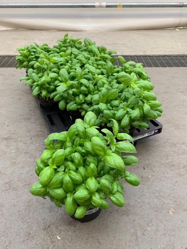 Ocimum basilicum Basilicum
