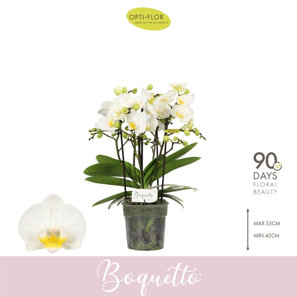 Phalaenopsis hybrida Boquetto Innocent