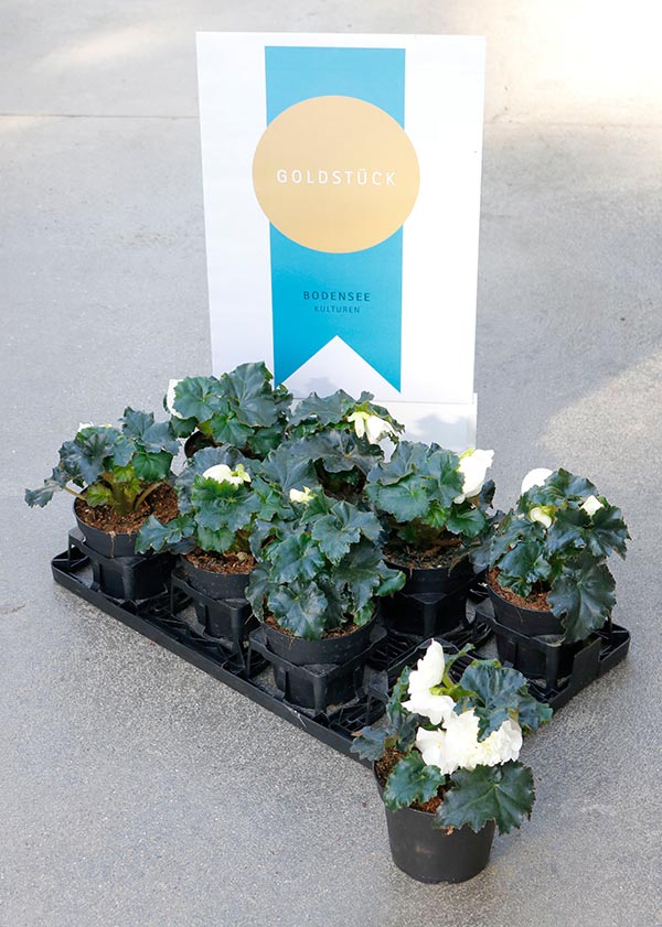 Begonia hybrida Matilda