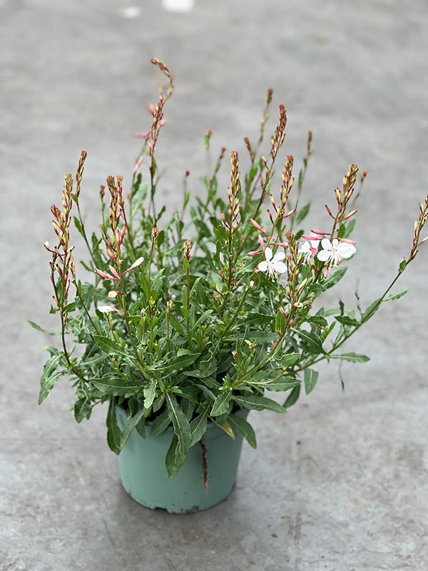 Gaura lindheimeri Whirling Butterfly