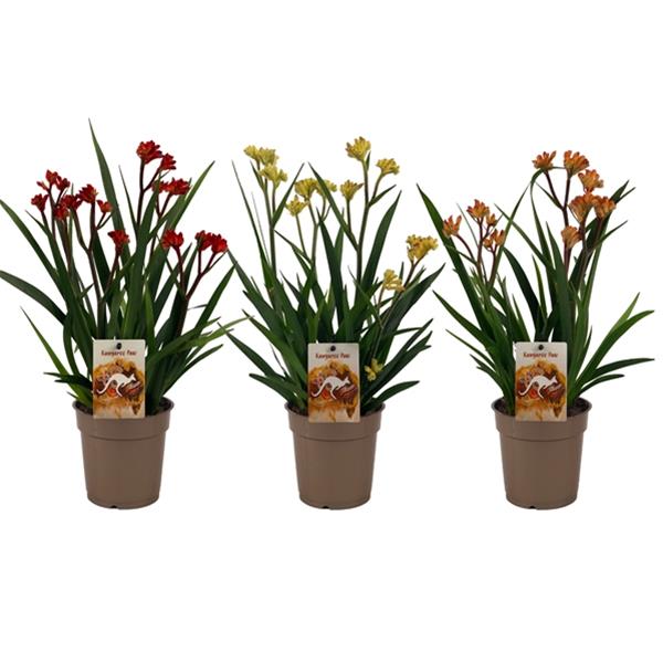 Anigozanthos flavidus Mix