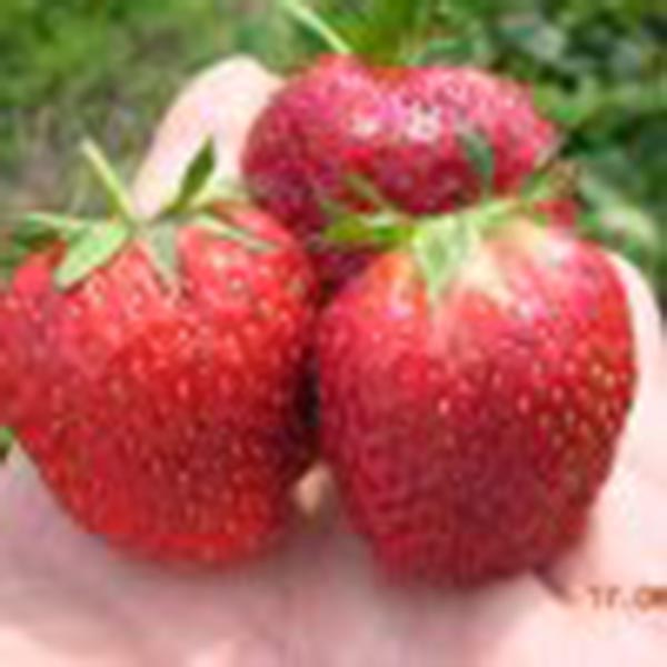 Fragaria ananassa Vima Xima