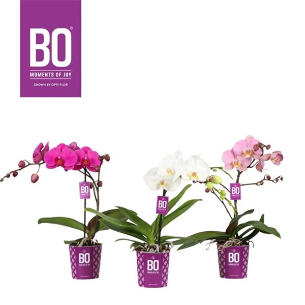 Phalaenopsis hybrida Big40 Mix