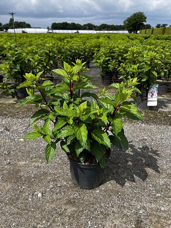 Hydrangea paniculata Pinky Winky