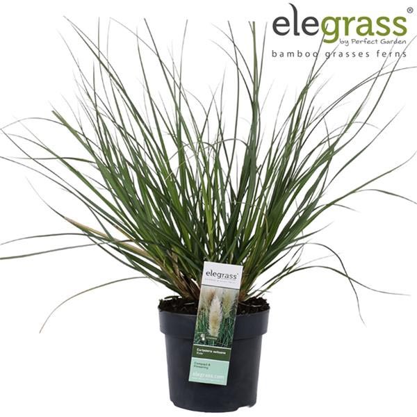 Cortaderia selloana Evita