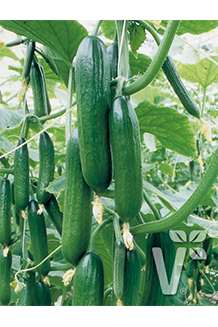 Cucumis sativus Gambit Vespergurke Veredelt
