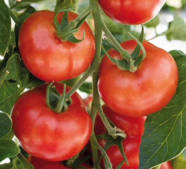 Solanum lycopersicum Pyros unveredelt