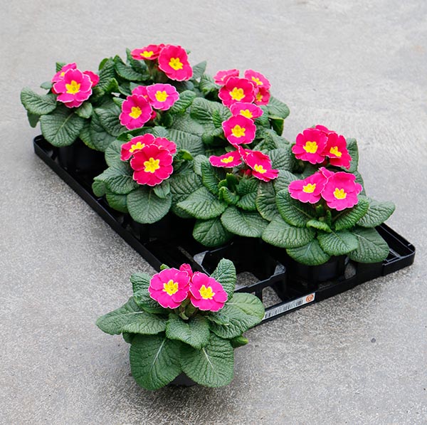 Primula vulgaris rosa