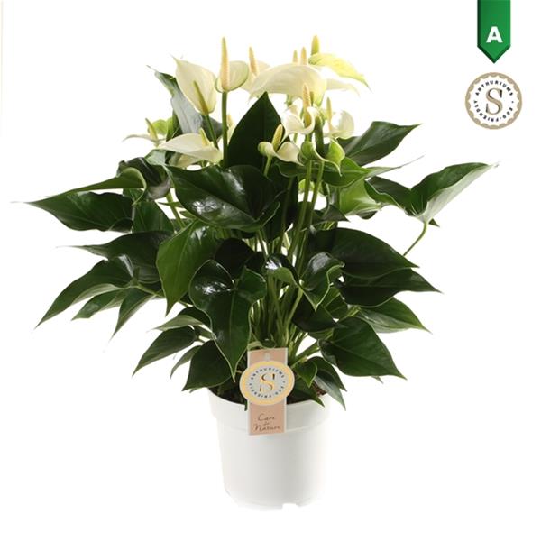 Anthurium andreanum Champion