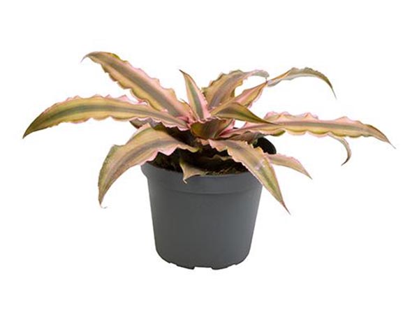 Cryptanthus bivittatus Pink Star