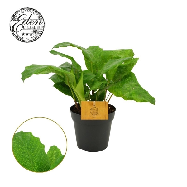 Calathea roseopicta Musaica Network