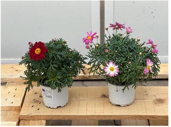 Chrysanthemum frutescens In Farben