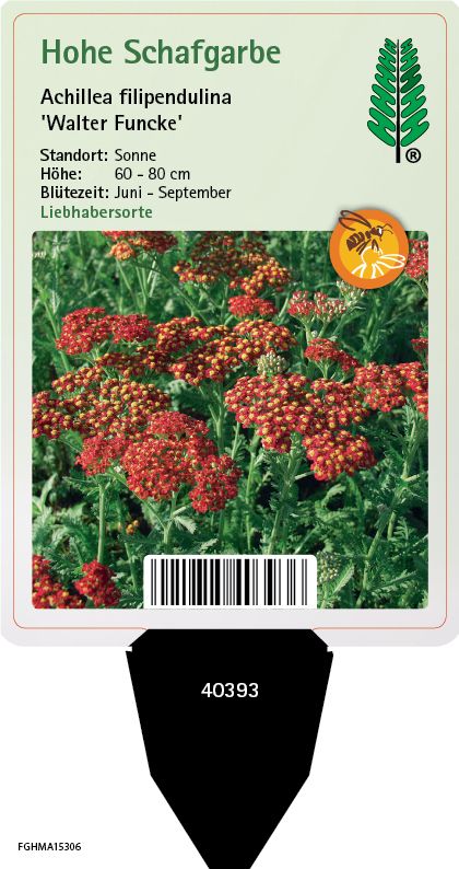 Achillea filipendulina Walter Funcke
