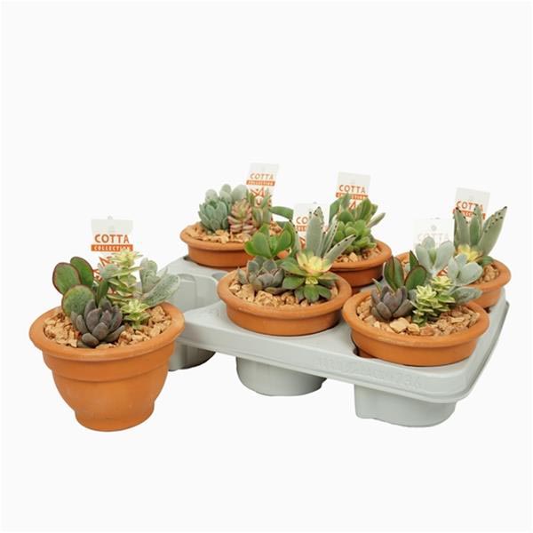 Arra. Sukkulent 0963