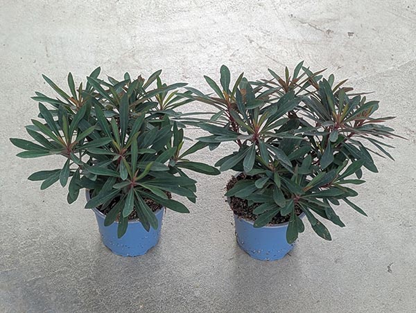 Euphorbia hybrida Miners Merlot
