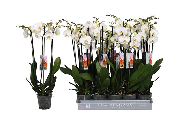 Phalaenopsis hybrida Weiss 22+ 60cm