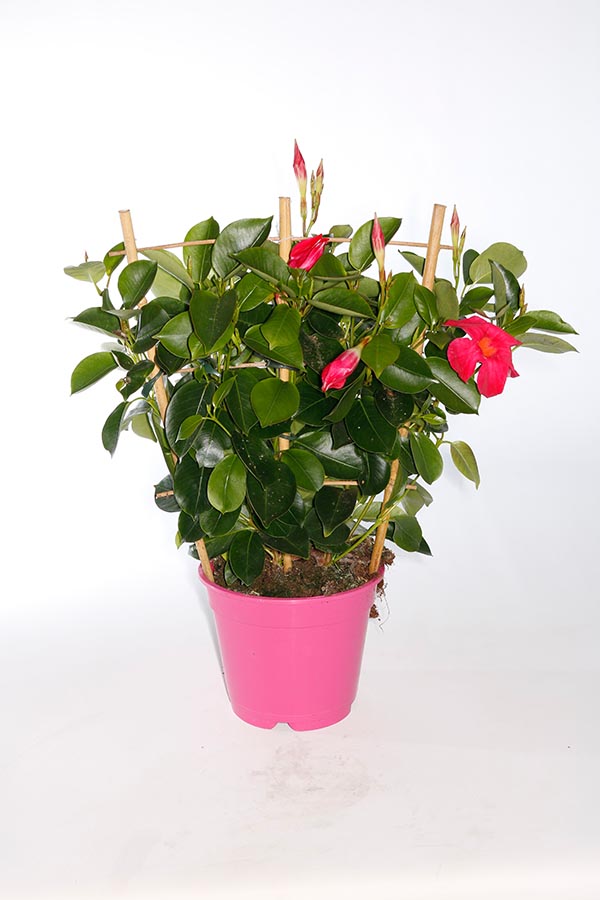 Dipladenia hybrida Pink Sundeville