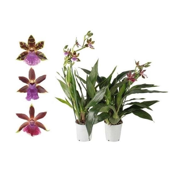Zygopetalum brachypetalum Mix