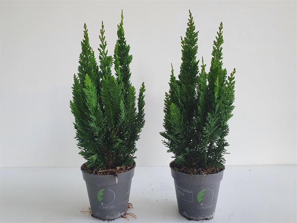 Chamaecyparis lawsoniana Little Spire