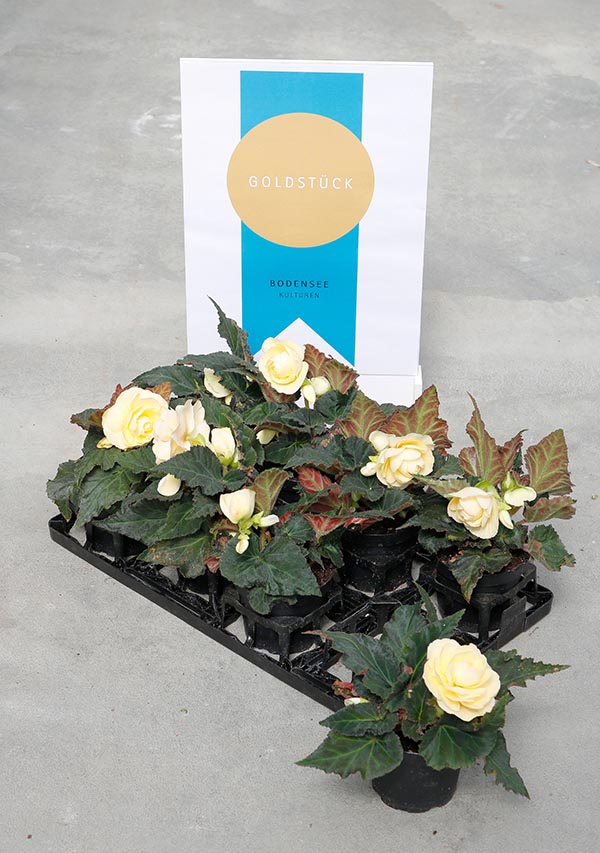 Begonia hybrida Champagner