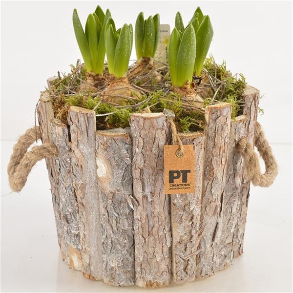 Arra. Hyacinthus PTHC9183