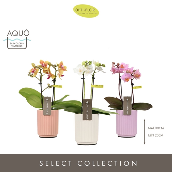 Phalaenopsis hybrida Mixtray In Molise Mix Aquo