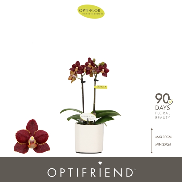 Phalaenopsis hybrida Esmee In Piemonte White