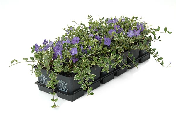 Vinca minor Ralph Shugert