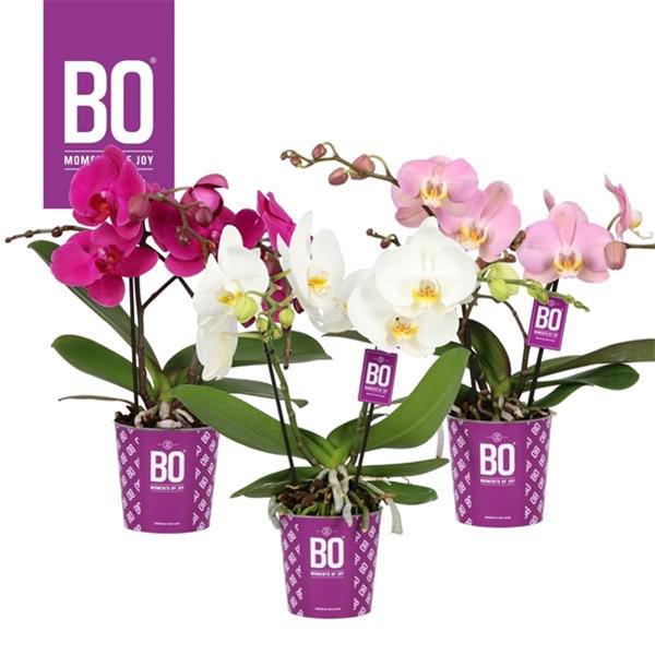 Phalaenopsis hybrida Big40 Mix