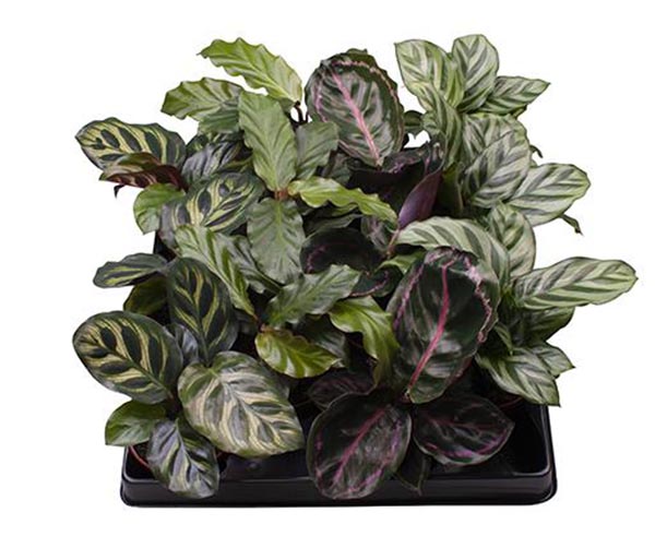 Calathea makoyana Mix