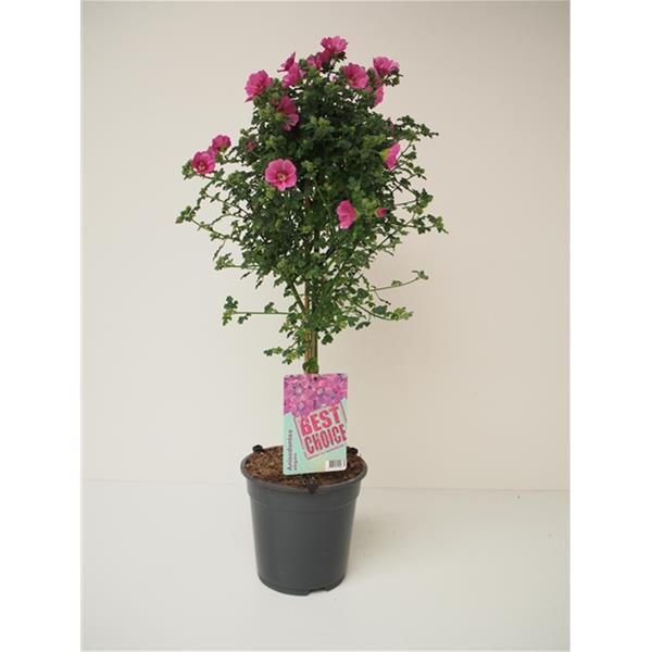 Anisodontea elegans Princess