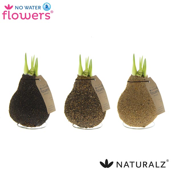 Amaryllis bella-donna Wax Natural Corkz Mix R.B.