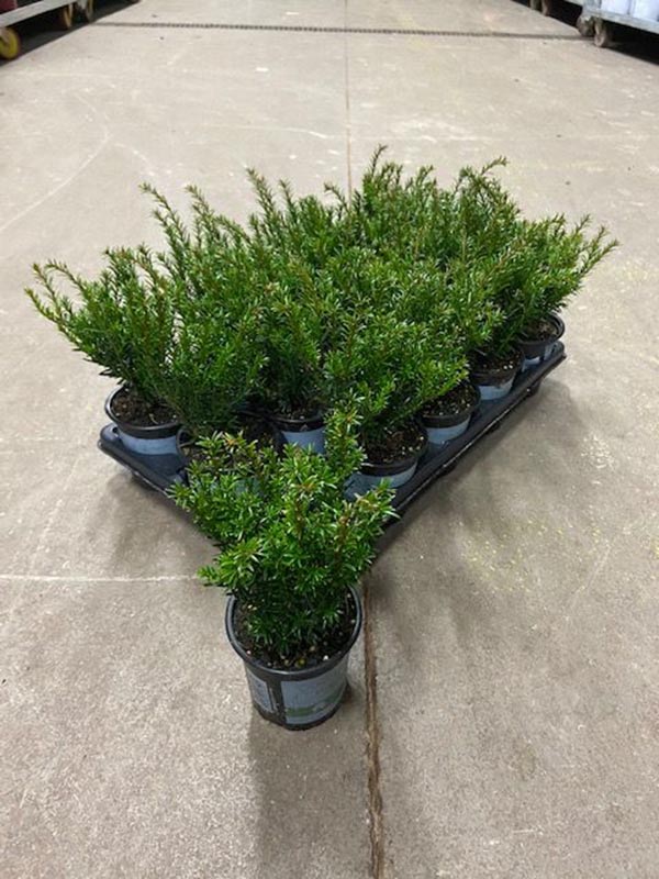 Taxus baccata Renkes kleiner grüner