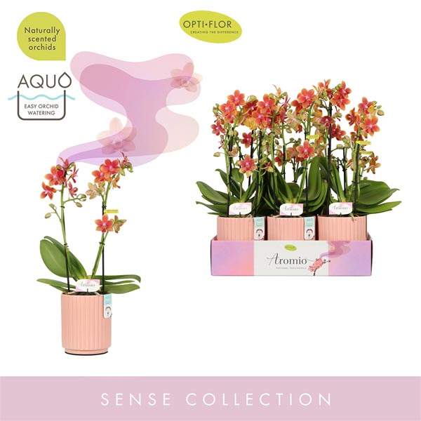 Phalaenopsis hybrida Aromio Tropical In Salmon Molise