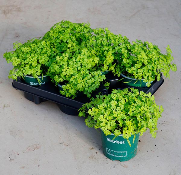 Anthriscus cerefolium Kerbel Bio