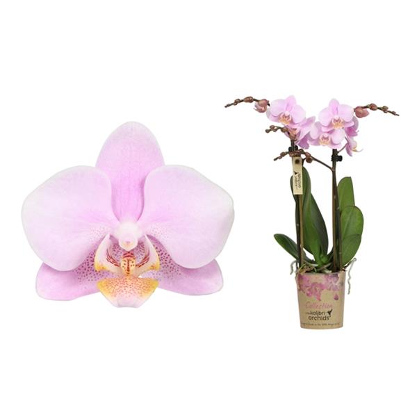 Phalaenopsis hybrida Multiflora Ecuador