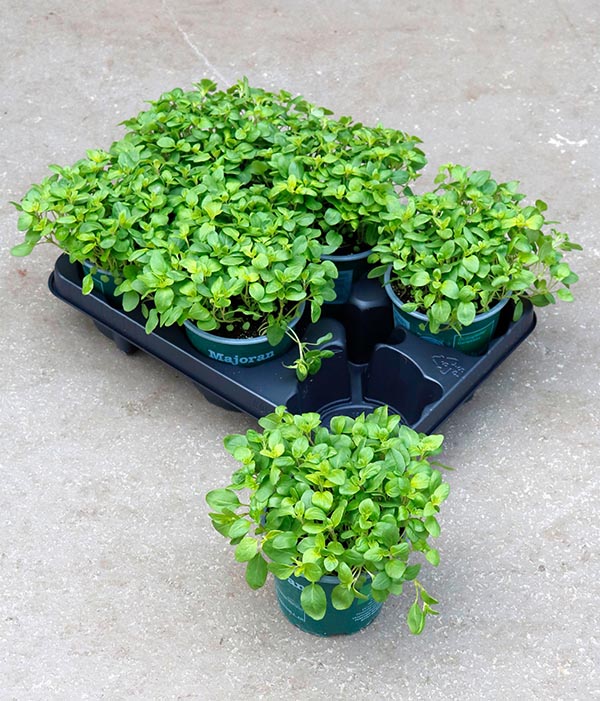 Origanum majorana Majoran Bio