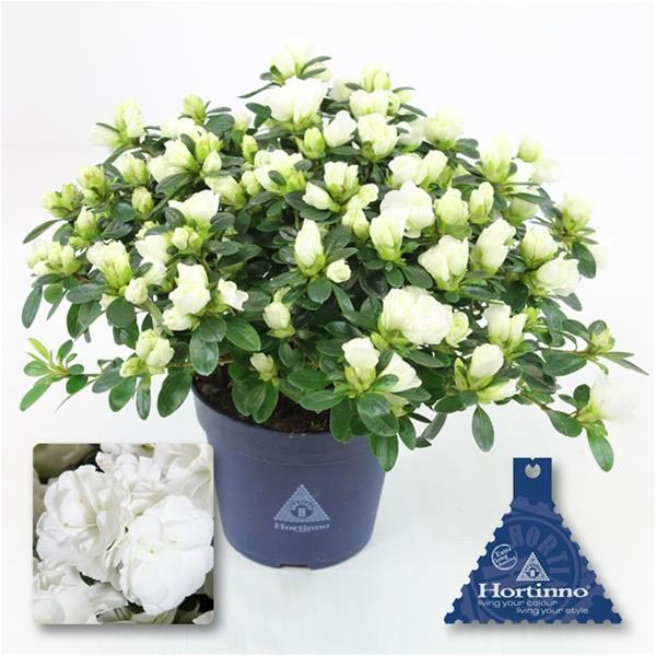 Azalea simsii Noralinde Belli