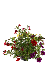 Calibrachoa callie Karneval