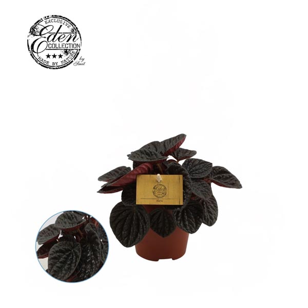 Peperomia hybrida Chocolate