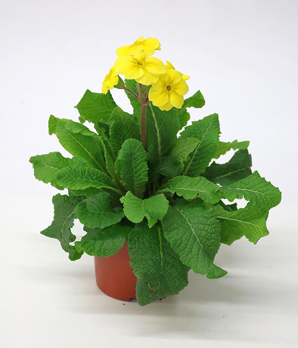 Primula elatior Gelb