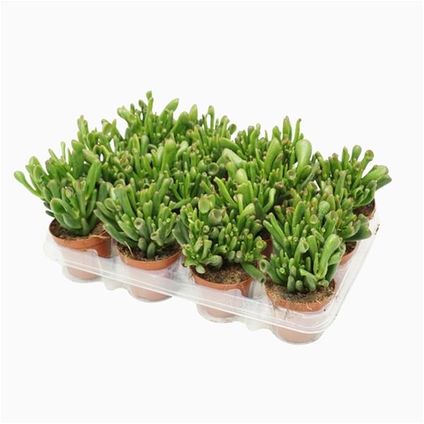 Crassula ovata Gollum