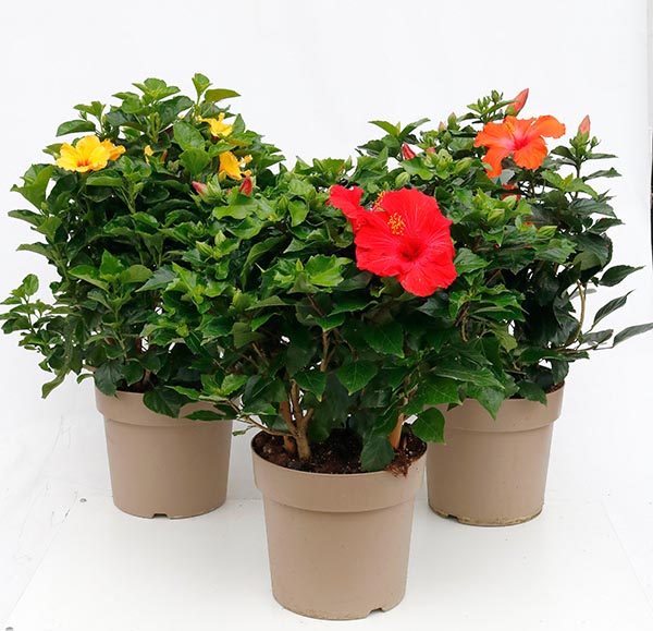 Hibiscus rosa-sinensis Mix