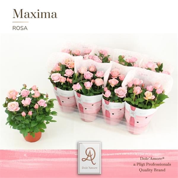 Rosa hybrida Infinity Rosa