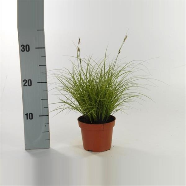 Carex brunnea Jubilo